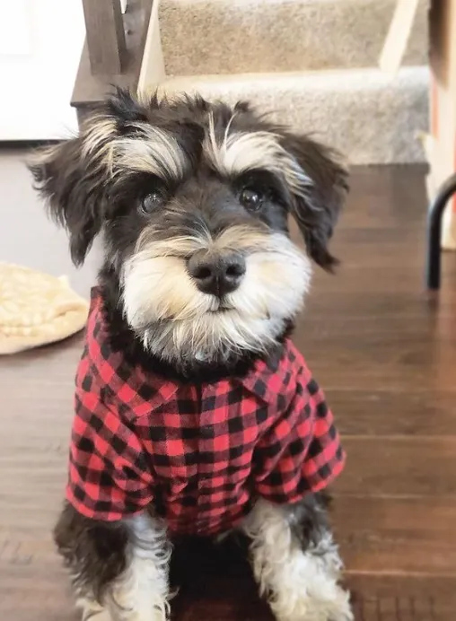 Shirt | Buffalo Plaid