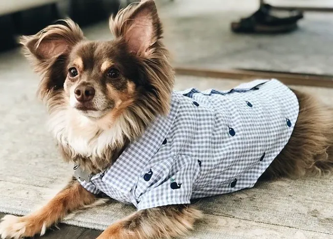 Shirt | Gingham Whales